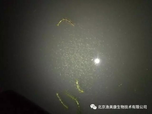 龙虾养殖技术大全视频教程_龙虾养殖教程书_学龙虾养殖技术