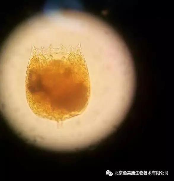 龙虾养殖技术大全视频教程_龙虾养殖教程书_学龙虾养殖技术