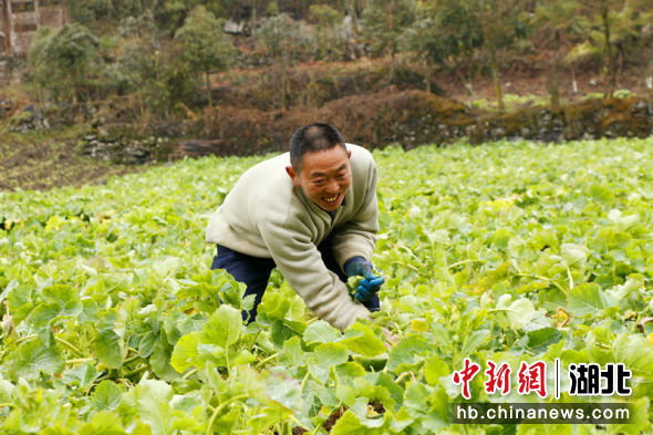 中新网湖北 湖北新闻网 湖北利川：多元种植走出致富路