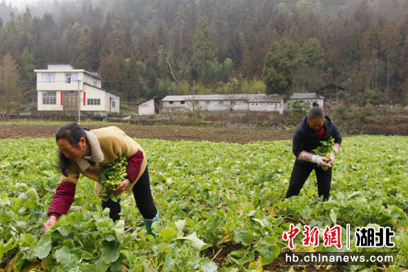 村民采掐油菜苔 杨秀明供图