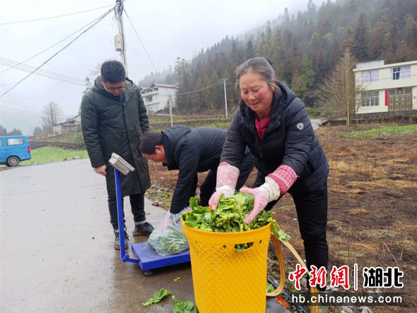 田间销售油菜苔 杨秀明供图