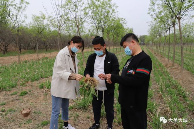 种植射干_射干种植致富新闻_射干种植栽培技术