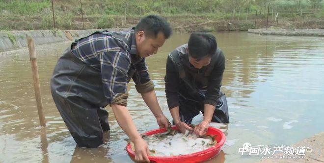 四川宜宾返乡农民养泥鳅 带乡亲们一起致富