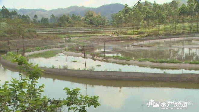 养殖泥鳅富豪_致富养殖泥鳅_致富经2018养殖泥鳅