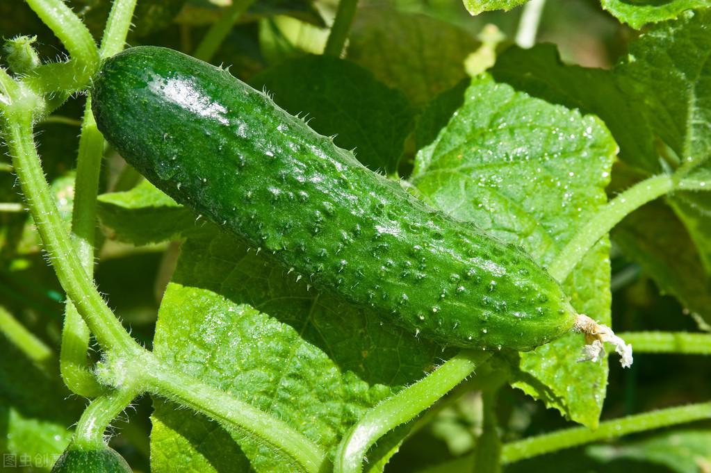 黄瓜冬季种植技术要点_冬季黄瓜种植技术_黄瓜冬季种植技术视频