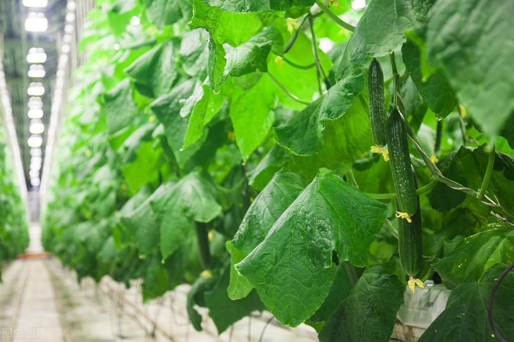 黄瓜冬季种植技术视频_冬季黄瓜种植技术_黄瓜冬季种植技术要点