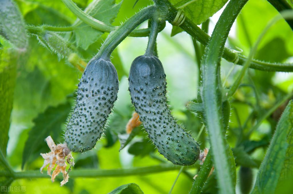 冬季黄瓜种植技术_黄瓜冬季种植技术要点_黄瓜冬季种植技术视频