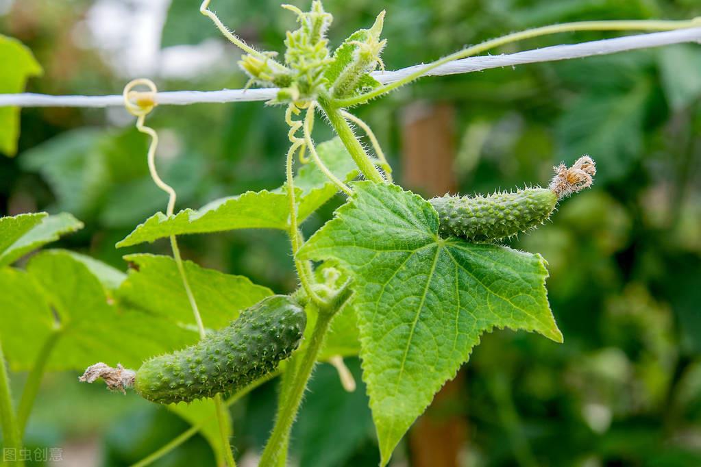 黄瓜冬季种植技术视频_黄瓜冬季种植技术要点_冬季黄瓜种植技术