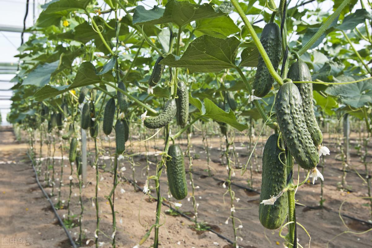 黄瓜冬季种植技术视频_冬季黄瓜种植技术_黄瓜冬季种植技术要点