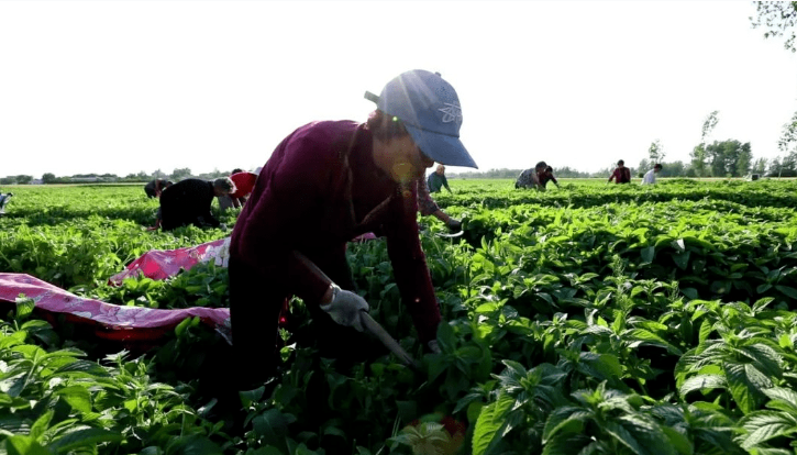 农民种植致富思路_种植致富业_农民致富种植项目