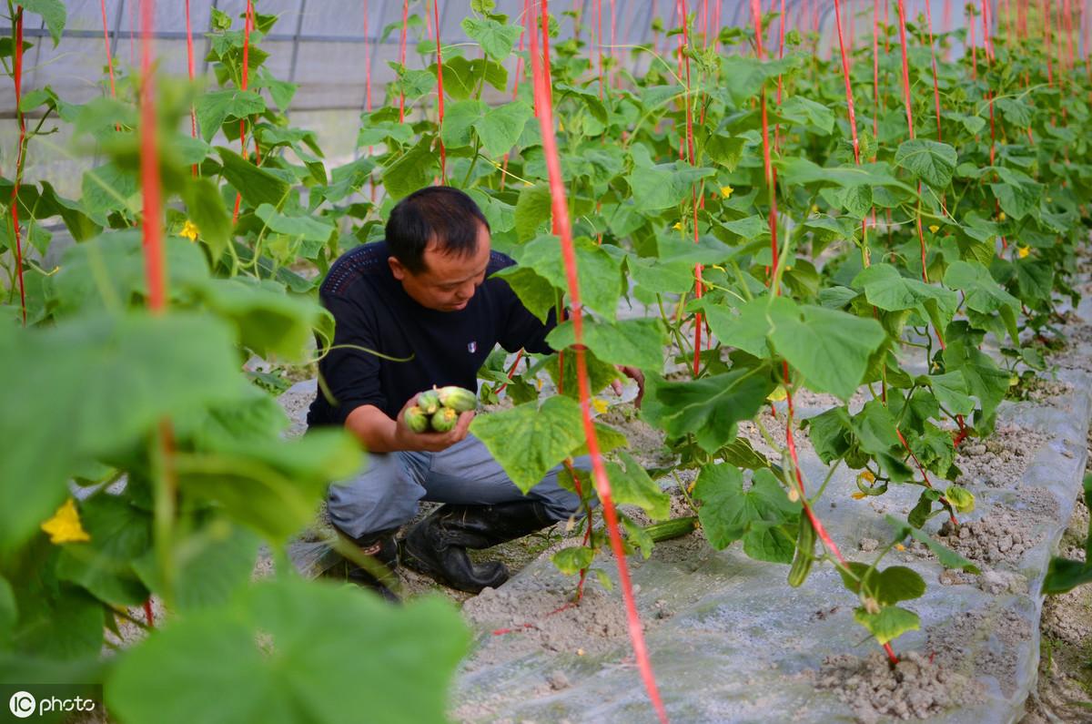 黄瓜冬季种植技术与管理_黄瓜冬季种植技术有哪些_冬季黄瓜种植技术