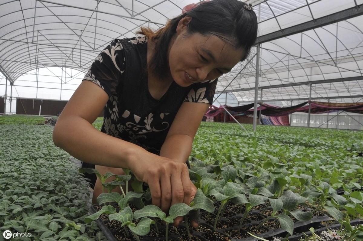 冬季黄瓜种植技术_黄瓜冬季种植技术与管理_黄瓜冬季种植技术有哪些