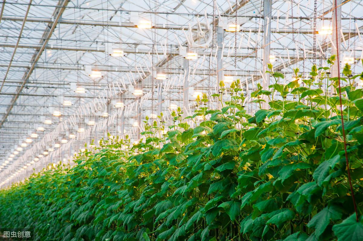 冬季黄瓜种植技术_黄瓜冬季种植技术与管理_黄瓜冬季种植技术有哪些