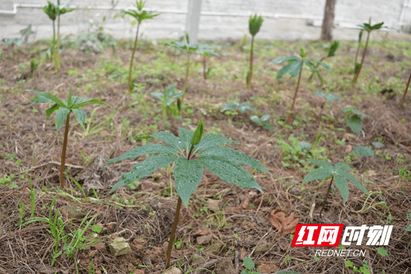 通道：林下药材 致富良方