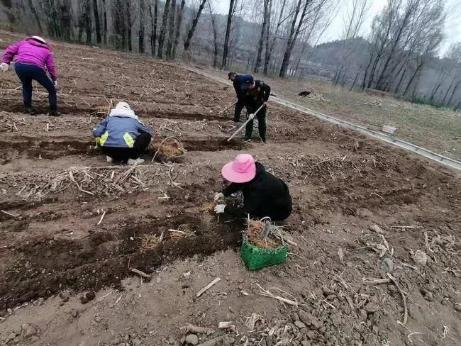 射干种植致富新闻_地黄种植致富_射干种植环境