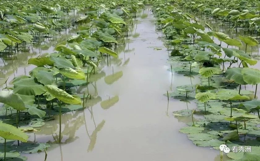 立体种植致富模式_立体种植案例_致富立体种植模式是什么