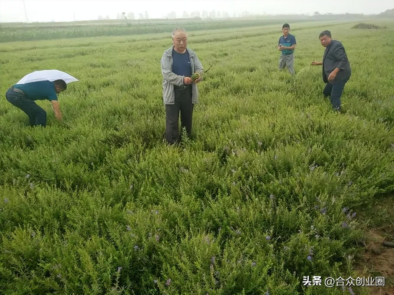 东北种植致富行业_致富东北种植行业怎么样_适合东北种植致富项目