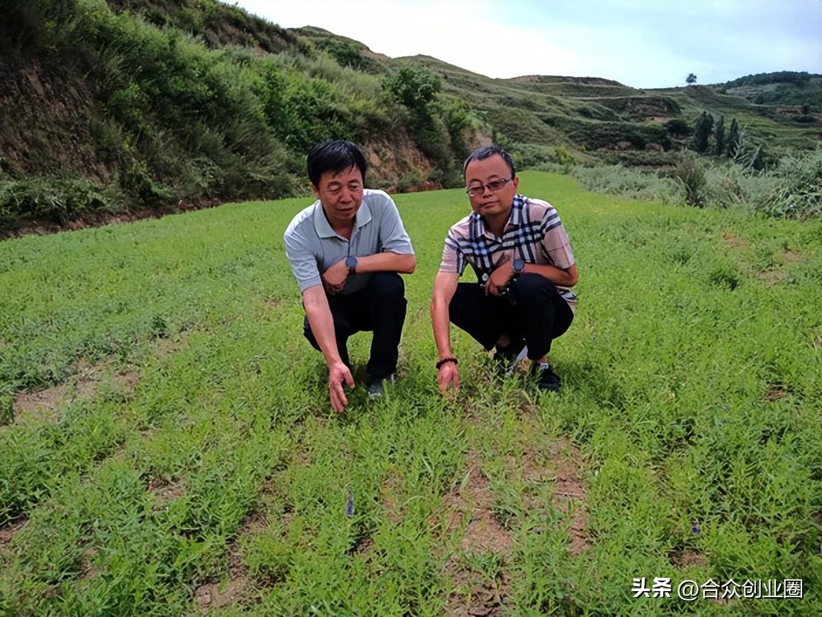 适合东北种植致富项目_东北种植致富行业_致富东北种植行业怎么样