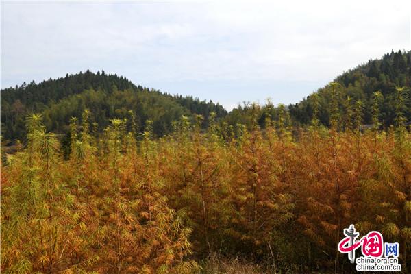 海宁大伯种植致富_海宁大伯种植致富_海宁大伯种植致富