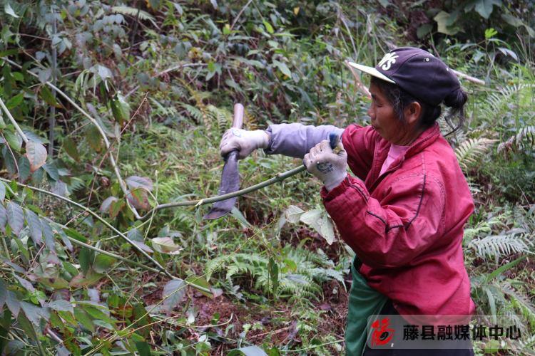 毛桃种植致富项目_毛桃产量亩产多少_毛桃种子种植视频