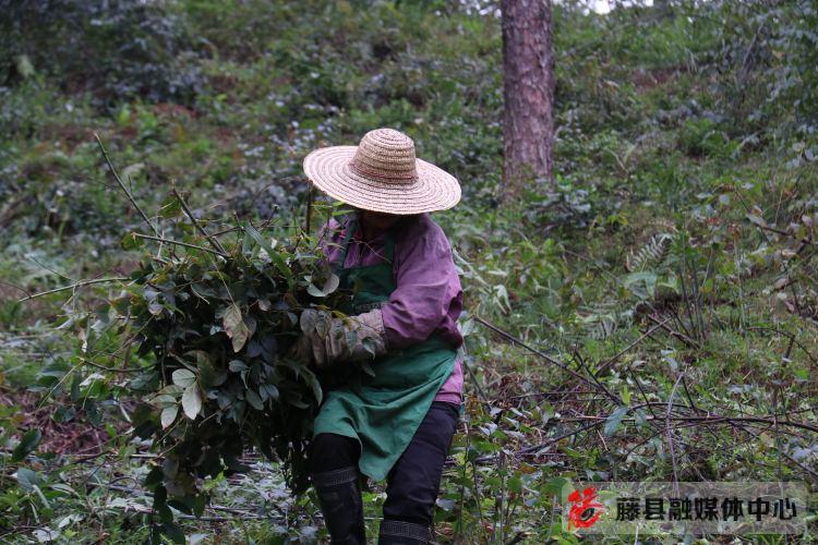 毛桃产量亩产多少_毛桃种子种植视频_毛桃种植致富项目