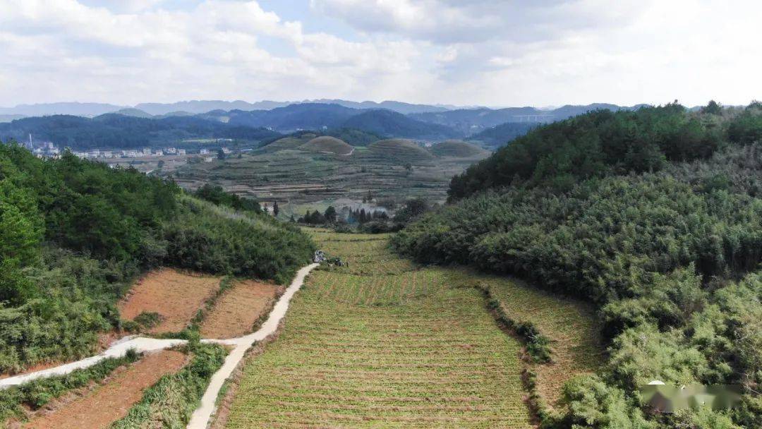 雷竹笋种植致富案例_农村种植致富好项目_射干种植致富新闻