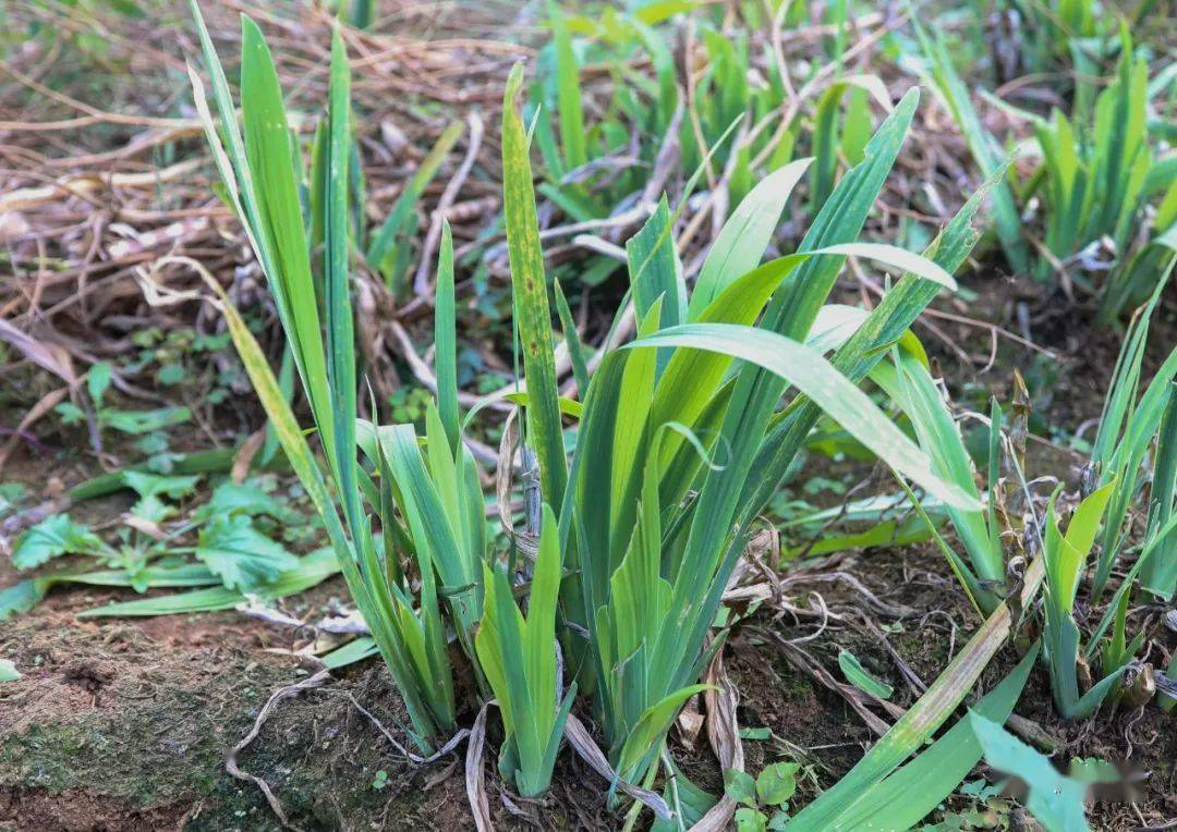 农村种植致富好项目_雷竹笋种植致富案例_射干种植致富新闻