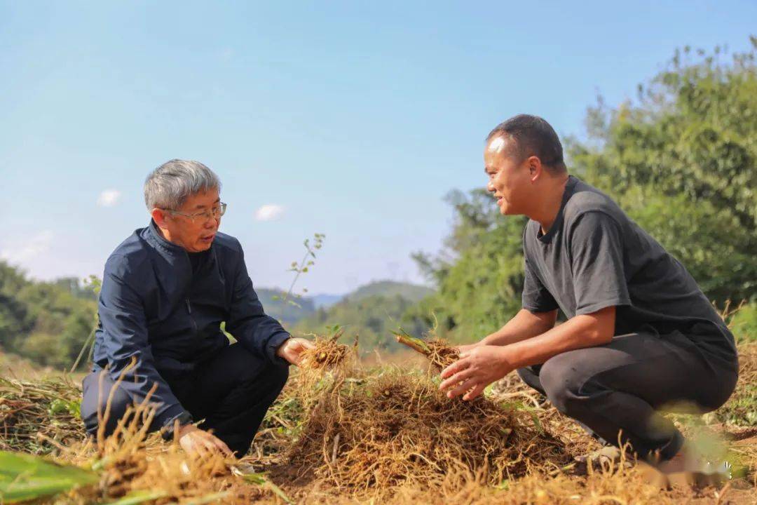 射干种植致富新闻_雷竹笋种植致富案例_农村种植致富好项目