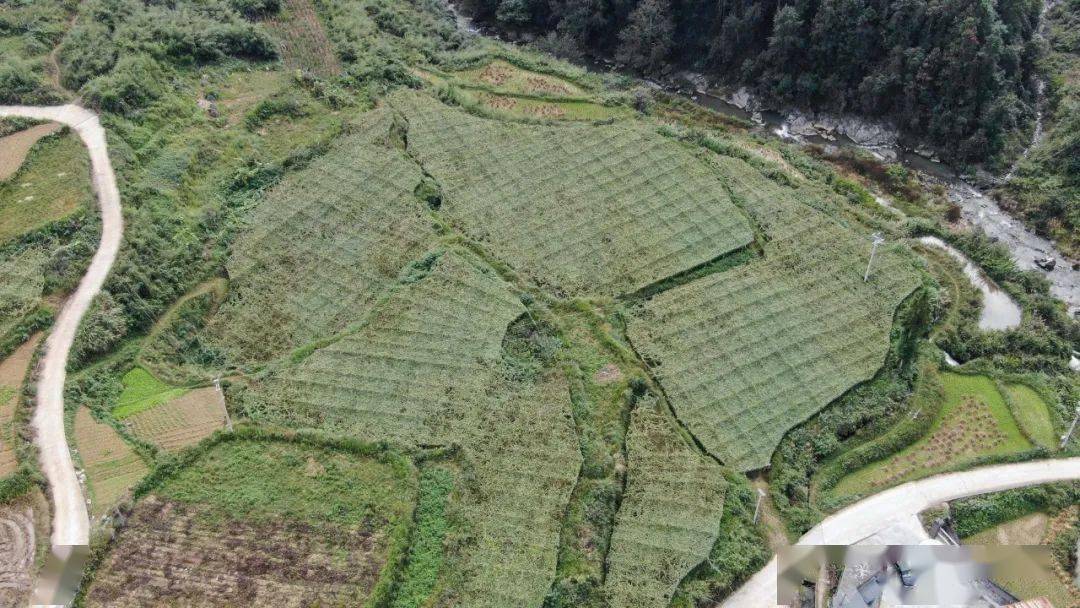 射干种植致富新闻_雷竹笋种植致富案例_农村种植致富好项目