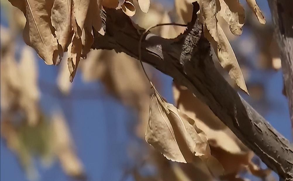 适合东北种植致富项目_东北种植致富行业_东北种植业什么最赚钱