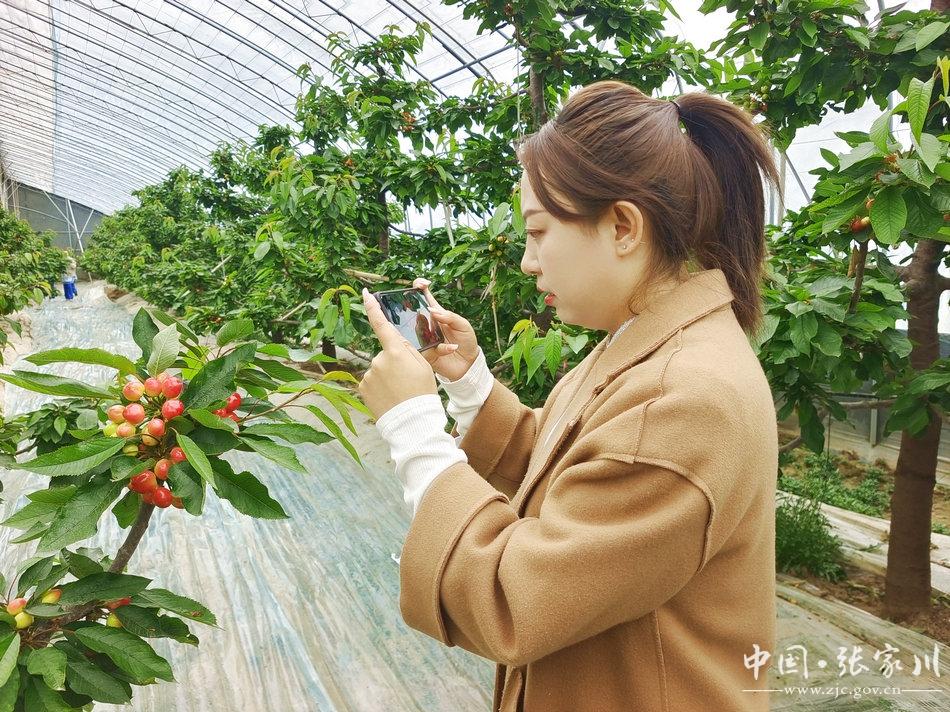 三农致富经种植_三农致富经大樱桃_三农致富榜样2019