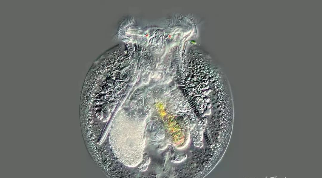 养殖虫子致富骗局_致富经养虫子_致富经养蝇蛆视频