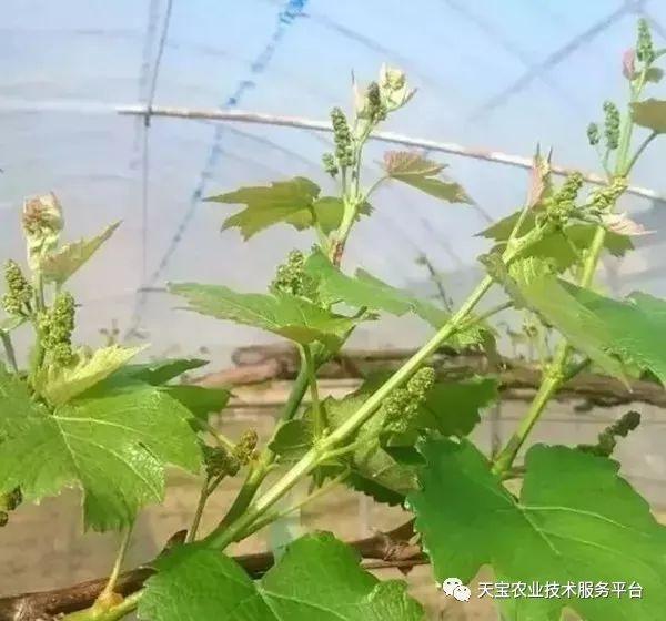 玫瑰种植方法技术有哪些_玫瑰种植技术及方法_玫瑰种植方法和注意事项