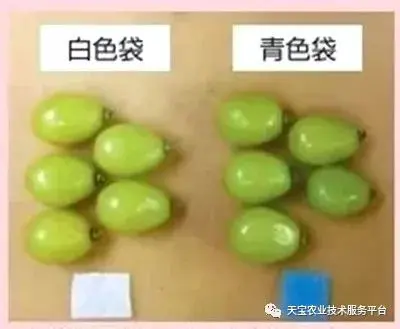 玫瑰种植方法和注意事项_玫瑰种植方法技术有哪些_玫瑰种植技术及方法