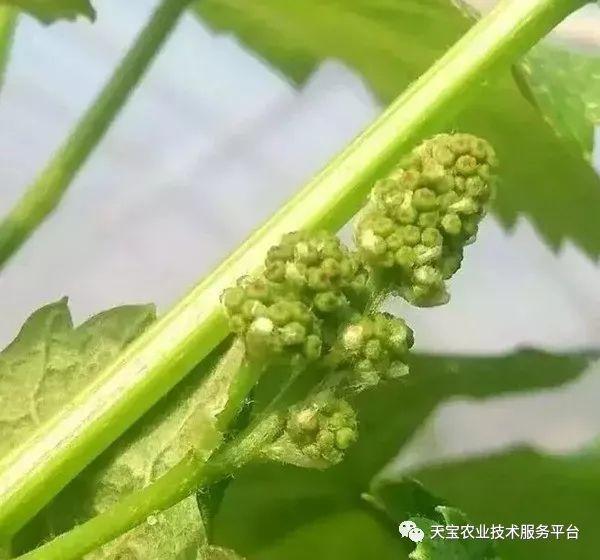 玫瑰种植技术及方法_玫瑰种植方法技术有哪些_玫瑰种植方法和注意事项