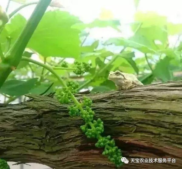 玫瑰种植方法和注意事项_玫瑰种植技术及方法_玫瑰种植方法技术有哪些