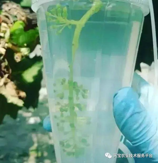 玫瑰种植技术及方法_玫瑰种植方法和注意事项_玫瑰种植方法技术有哪些