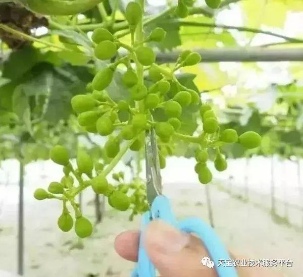 玫瑰种植方法和注意事项_玫瑰种植技术及方法_玫瑰种植方法技术有哪些