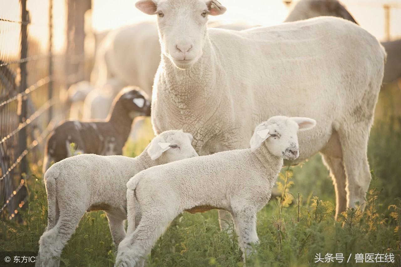 小尾寒羊养殖视频_东北小尾寒羊养殖基地_小尾寒羊东北养殖技术