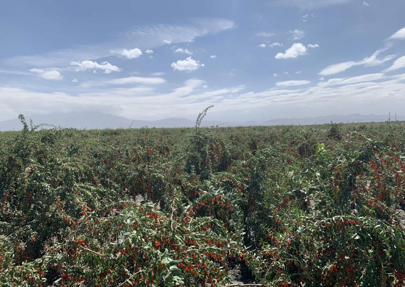 致富经枸杞种植视频_致富经上千元的盆栽枸杞_枸杞养植盆景