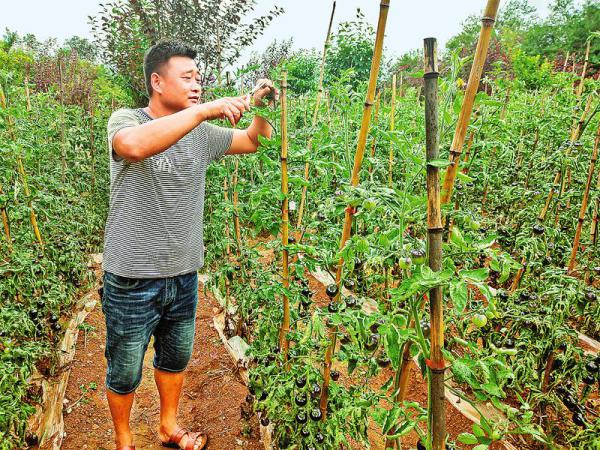 发展特色农业 带农增收致富 80后兄弟返乡成功种植火龙果