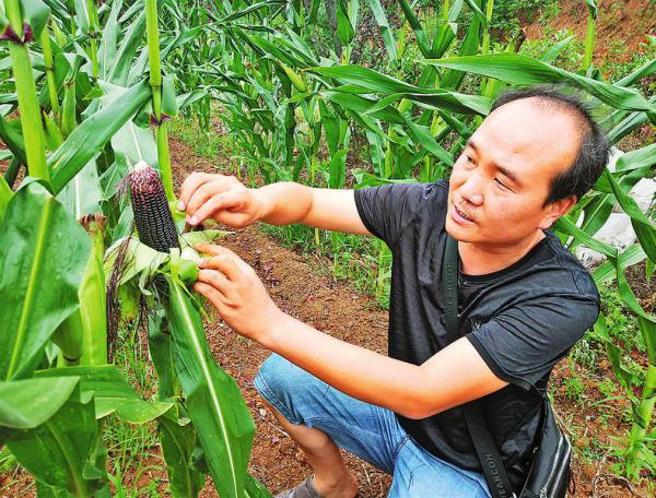 发展大棚种植农民增收致富_大棚种植致富事迹_大棚致富项目