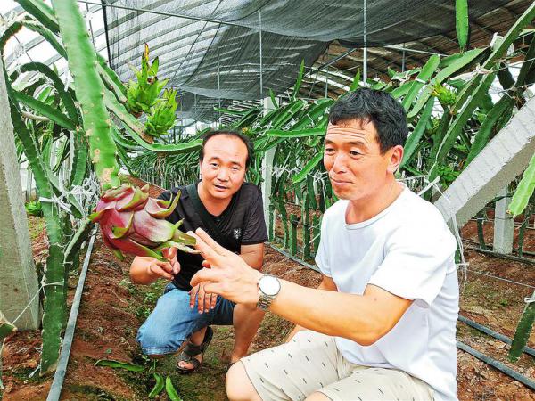 大棚致富项目_发展大棚种植农民增收致富_大棚种植致富事迹