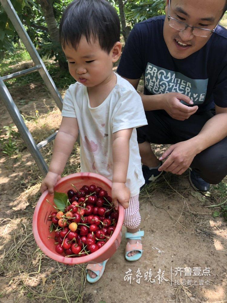 三农致富经大樱桃_三农致富榜样2019_三农致富经种植