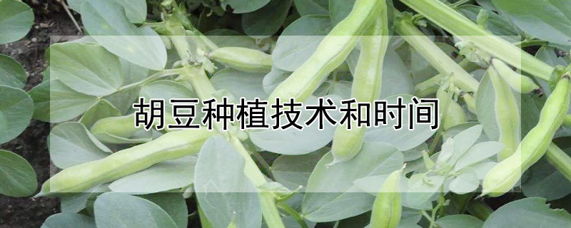 胡豆种植技术和时间