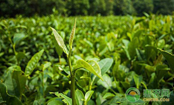 茶树怎么种？茶树种植管理技术-图片版权归惠农网所有