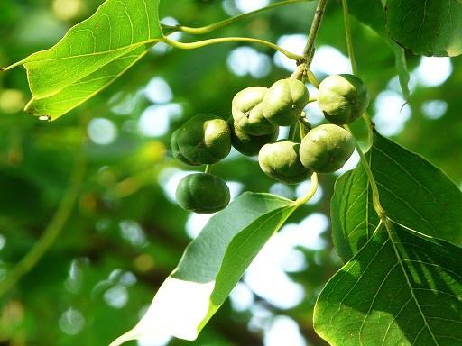 茶子树种植技术_如何种植茶子树_种植茶子树的过程及收入