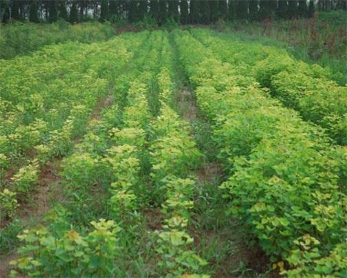 种植茶子树的过程及收入_茶子树种植技术_如何种植茶子树