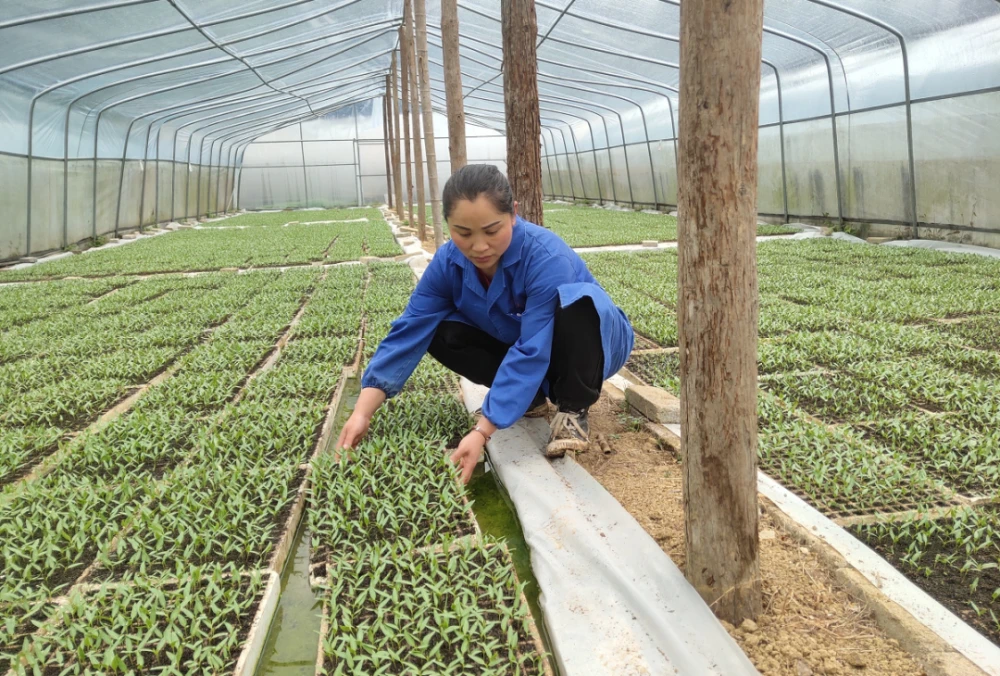 海宁大伯种植致富_海宁大伯种植致富_海宁大伯种植致富