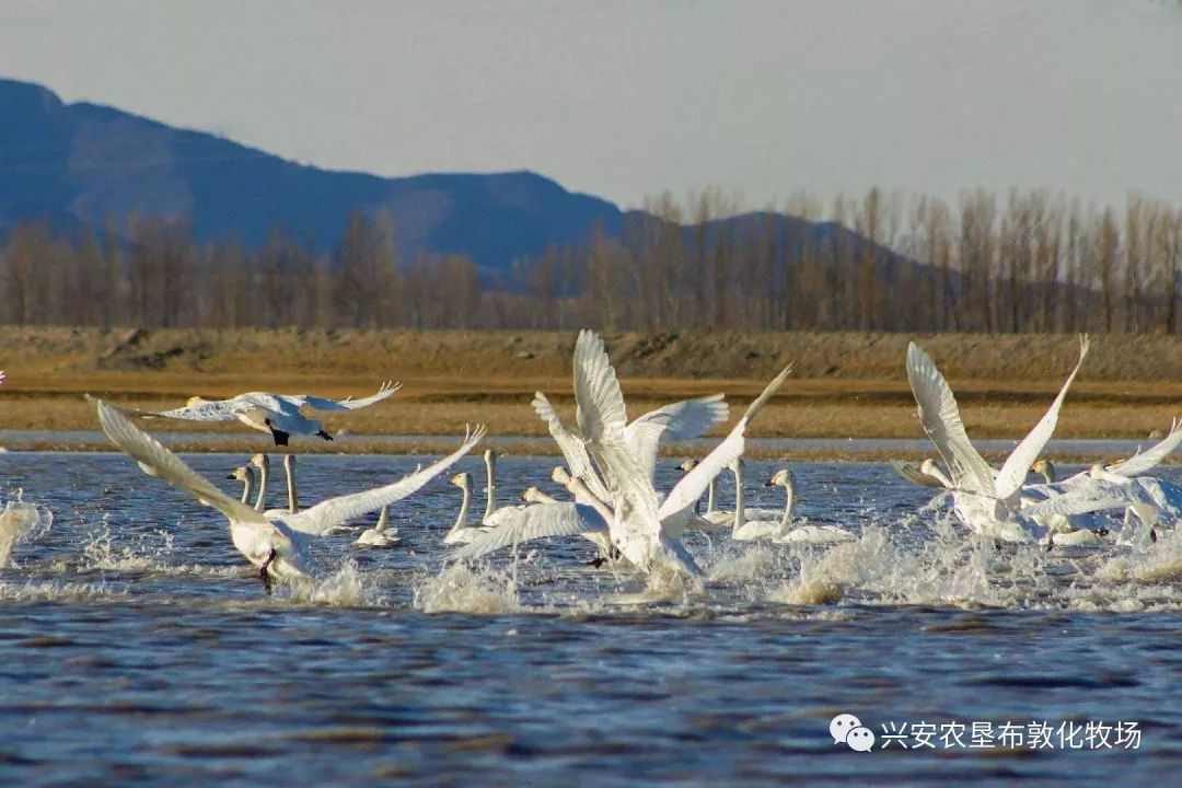 鲫鱼养殖成功案例_养殖鲫鱼技术_鲫鱼养殖视频致富经